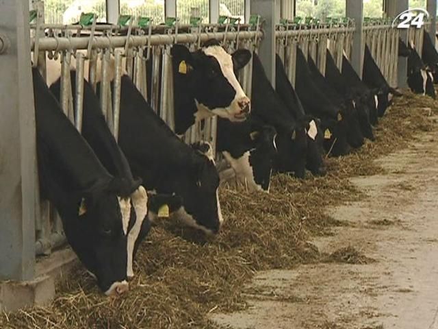 В Харьковской области планируют выращивать коров из эмбрионов