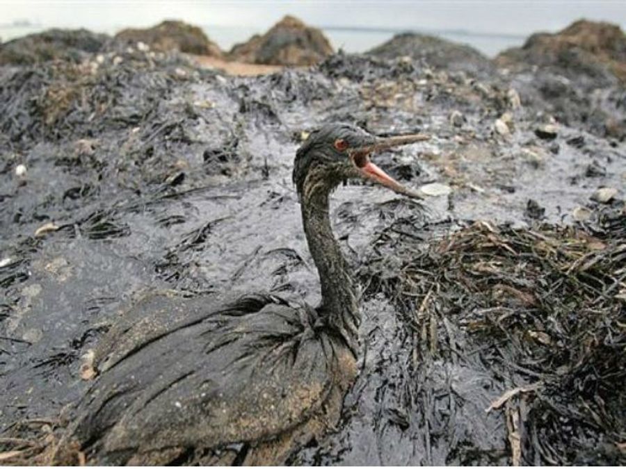 У Приморському краю вилилося 500 кг мазуту у море У Приморському краю вилилося 500 кг мазуту у море