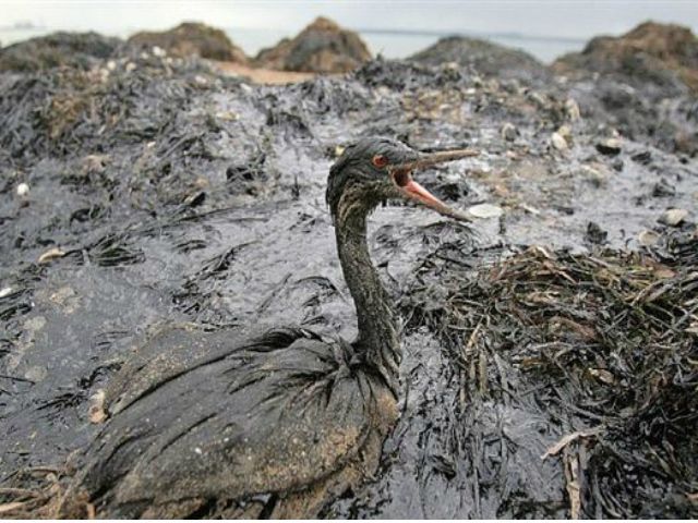 В Приморском крае вылилось 500 кг мазута в море В Приморском крае вылилось 500 кг мазута в море