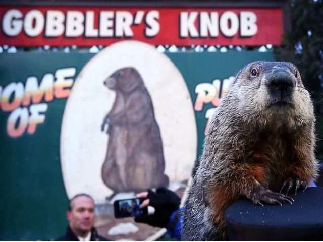 У США відбувся День бабака (Фото) У США відбувся День бабака (Фото)