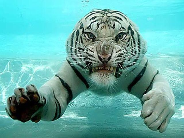 В Мексике тигр разорвал дрессировщика на глазах у публики (Видео) В Мексике тигр разорвал дрессировщика на глазах у публики (Видео)