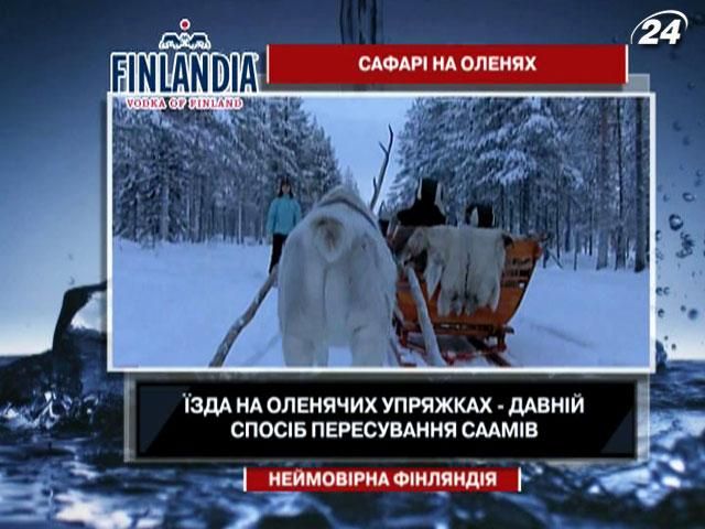 Интересные факты о сафари на оленях Интересные факты о сафари на оленях