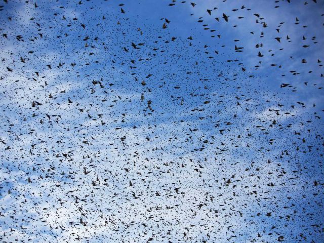 В Израиле птицы устроили в небе сногсшибательное шоу (Фото)