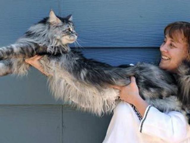 Ушел из жизни самый длинный кот в мире
