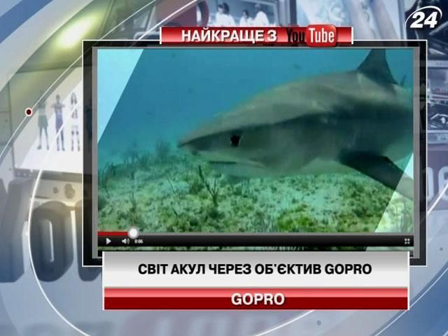 Світ акул через об'єктив GoPro (Відео)