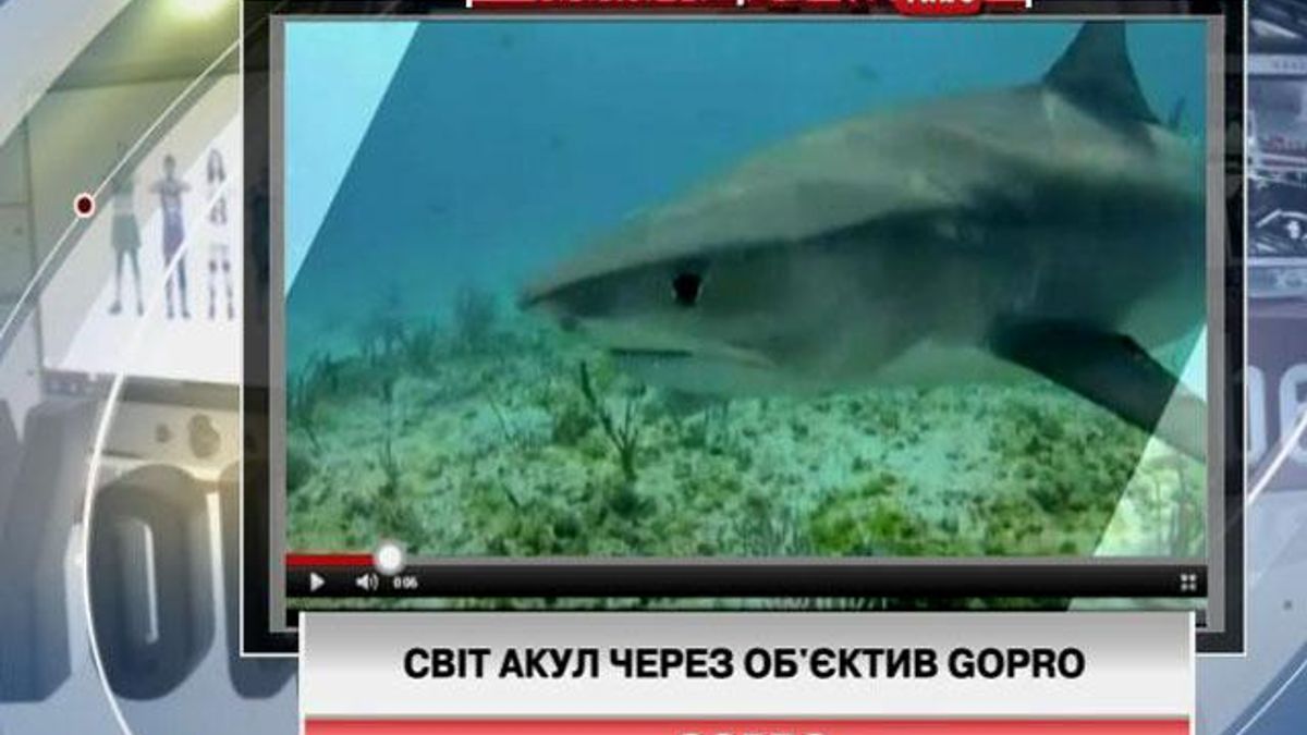 Світ акул через об'єктив GoPro (Відео)
