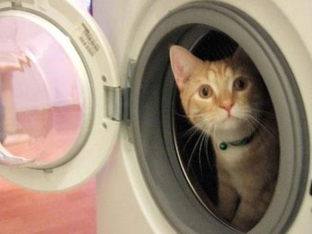 Женщина постирала своего кота в стиральной машинке