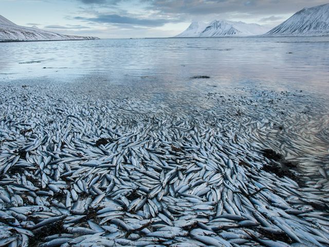 В исландском море - тонны мертвой сельди (Фото)