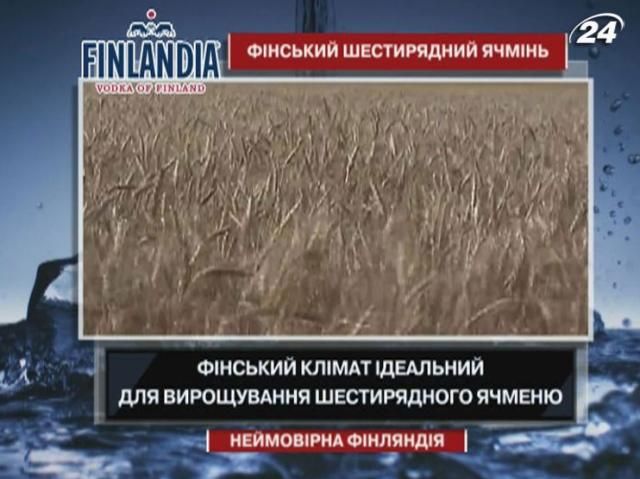 Интересные факты о наиболее экологически чистом ячмене Интересные факты о наиболее экологически чистом ячмене