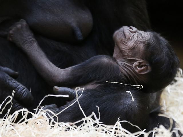 Как выглядит жизнь животных в зоопарке (Фото)