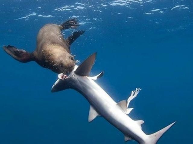 У Південній Африці тюлені почали нападати на акул (Фото) У Південній Африці тюлені почали нападати на акул (Фото)