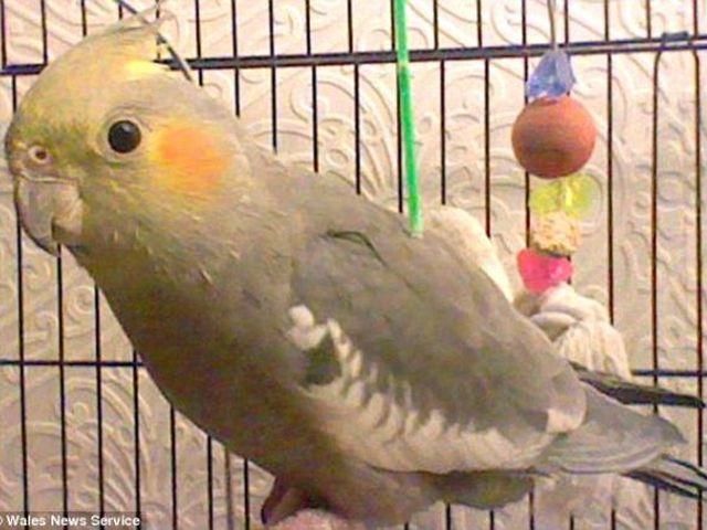 Попугай спас своего 17-летнего хозяина от пожара, а сам погиб Попугай спас своего 17-летнего хозяина от пожара, а сам погиб