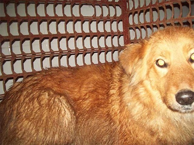 В Полтаве орудует рыжая собака: пострадали 35 человек