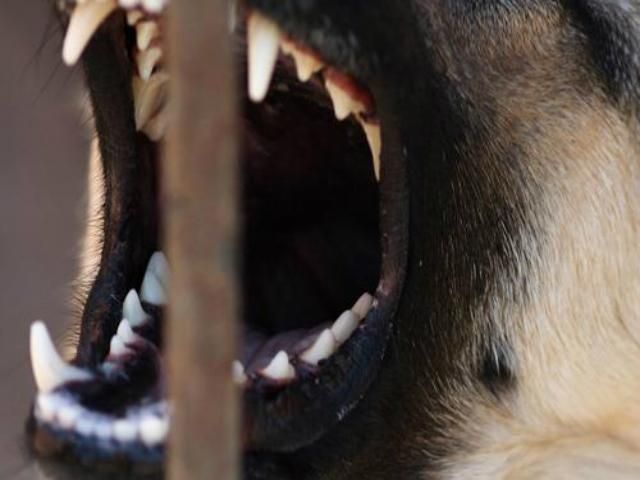 В Полтаве неуловимый бешеный пес покусал уже 43 человека 