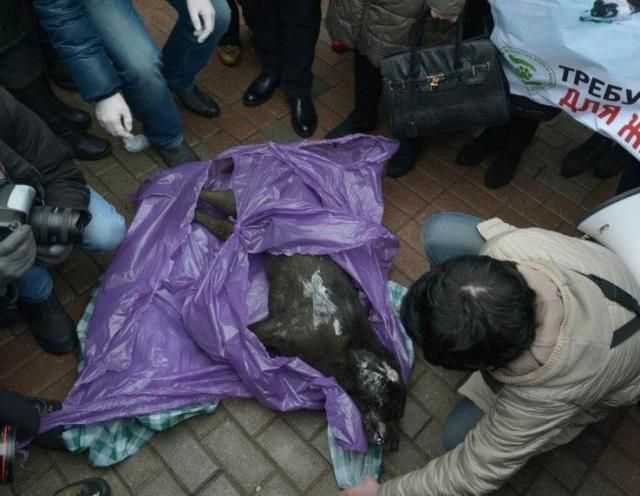 На мітинг під Кабміном Ляшко приніс мертвого собаку (Фото)