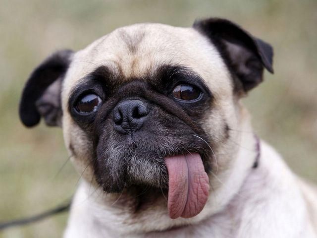 Рівненський пес у полі знайшов мертву вчительку фізкультури Рівненський пес у полі знайшов мертву вчительку фізкультури