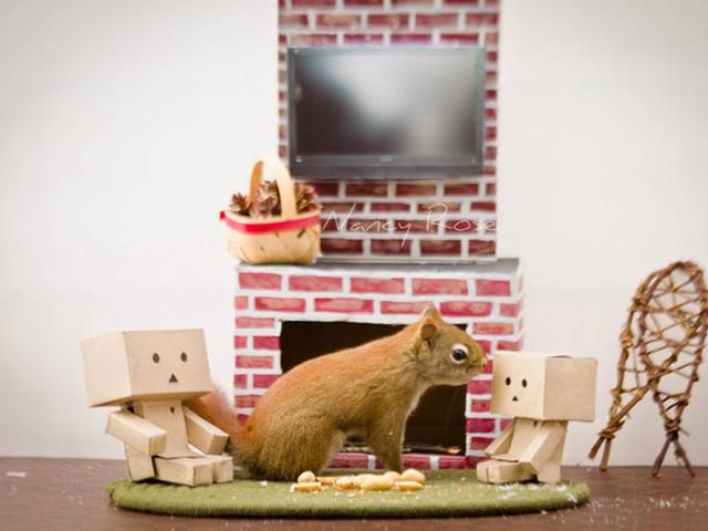 Белки, которые ведут себя как люди (Фото) Белки, которые ведут себя как люди (Фото)