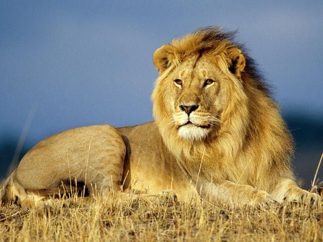 У Львові під час виступу на дресирувальника накинувся лев (Відео) У Львові під час виступу на дресирувальника накинувся лев (Відео)