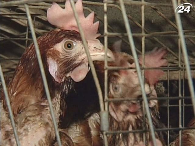 Експорт курятини до ЄС почнеться влітку, - Мінагропрод