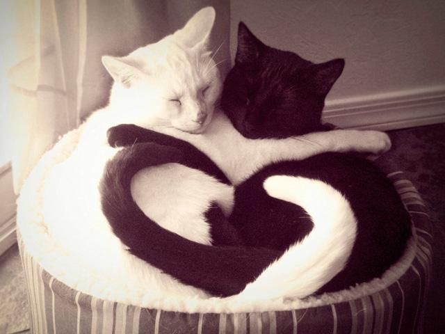 Сама природа приветствует влюбленных с праздником (Фото) Сама природа приветствует влюбленных с праздником (Фото)