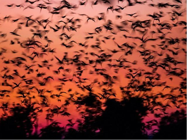Летучие мыши отправились мигрировать (Фото) Летучие мыши отправились мигрировать (Фото)