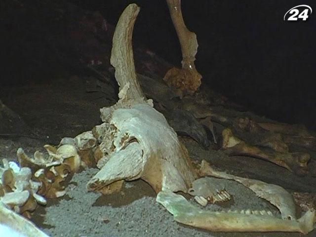 В пещере нашли скелет бизона, которому больше 50 тысяч лет