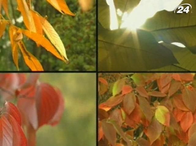 Почему листья желтеют осенью (Видео)