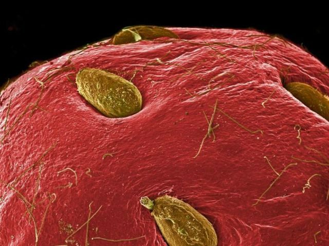 Как выглядит завтрак под микроскопом (Фото) Как выглядит завтрак под микроскопом (Фото)