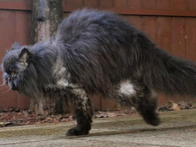 Персидский кот ходит только на 2 лапах (Фото, видео)