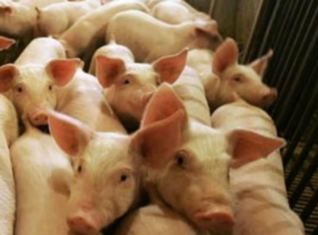 У Запорізькій області горіла свиноферма У Запорізькій області горіла свиноферма