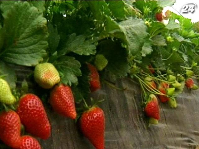 Науковці з інституту рослинництва у Дрездені виводять ідеальну полуницю Науковці з інституту рослинництва у Дрездені виводять ідеальну полуницю