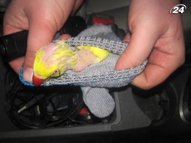 Россиянин пытался незаконно перевезти 9 попугаев в перчатках Россиянин пытался незаконно перевезти 9 попугаев в перчатках