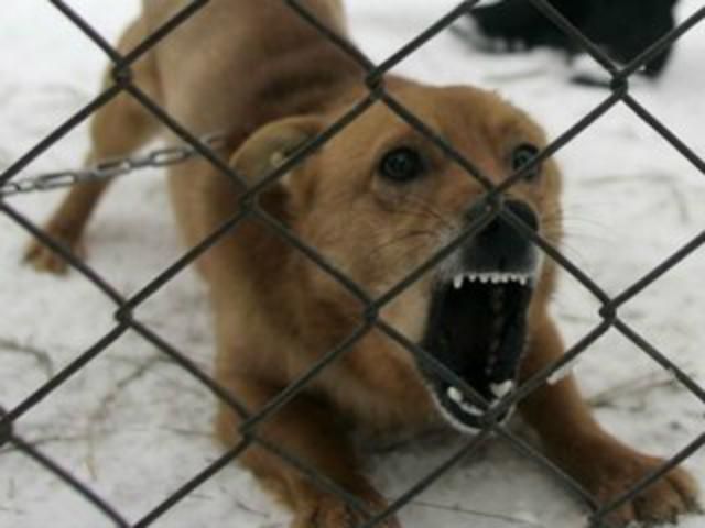 На Житомирщині скажений собака покусав 11-річну дівчинку 