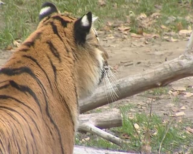 Через борги столичний зоопарк не може придбати нових тварин Через борги столичний зоопарк не може придбати нових тварин