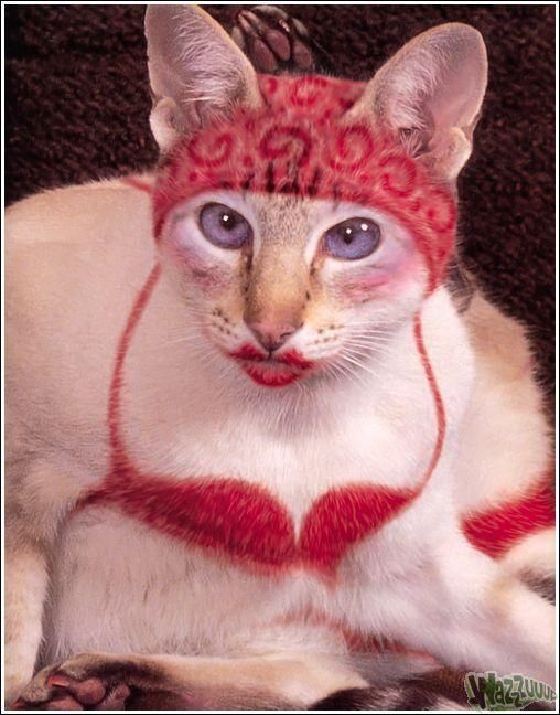 Владельцы котов красят своих любимцев за 60 тысяч долларов в год (Фото) Владельцы котов красят своих любимцев за 60 тысяч долларов в год (Фото)