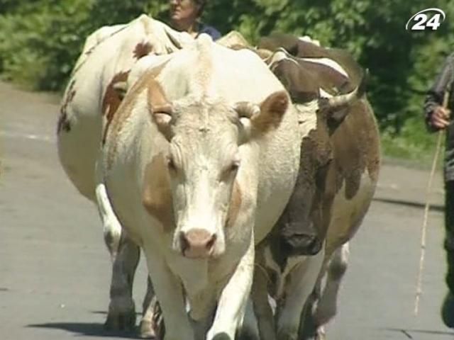 Фіксовані ціни на молоко можуть призвести до скорочення поголів’я