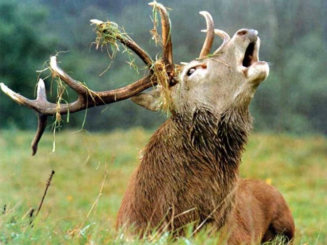 Экологи говорят, что депутаты хотят открыть заповедники для охоты Экологи говорят, что депутаты хотят открыть заповедники для охоты