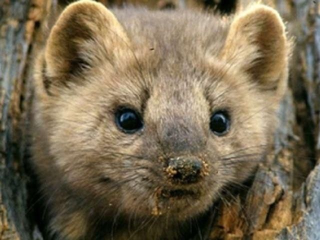 На Франківщині оскаженіла куниця напала на двох людей На Франківщині оскаженіла куниця напала на двох людей