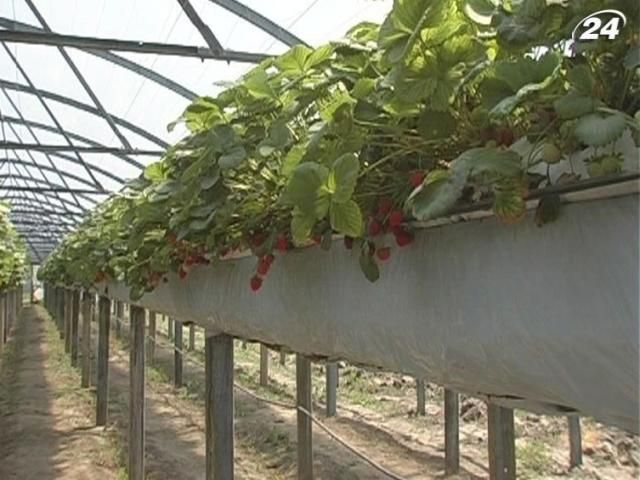 Площади под теплицами в Украине могут вырасти на 10% Площади под теплицами в Украине могут вырасти на 10%