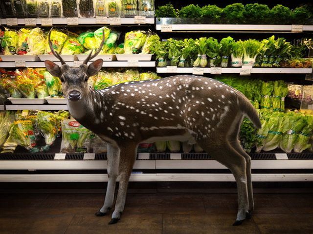 Животные из зоопарка перебазировались в супермаркет (Фото)