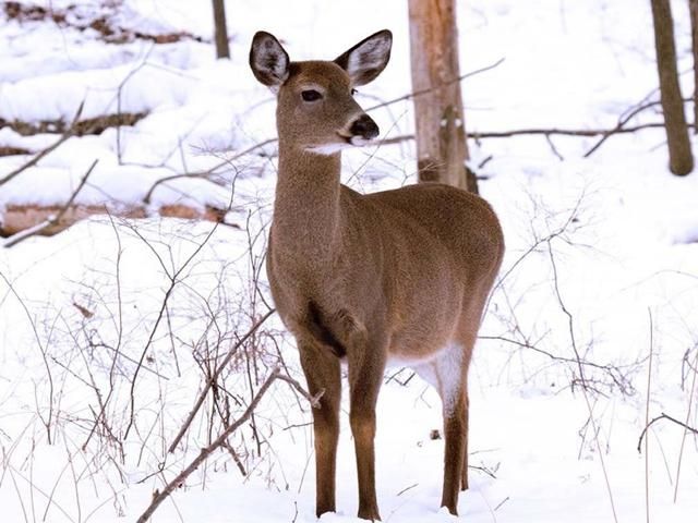 У Канаді пілот вертольота врятував олениху У Канаді пілот вертольота врятував олениху