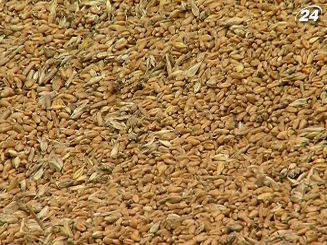 Україна може зібрати у 2013 році 55 млн тонн зернових Україна може зібрати у 2013 році 55 млн тонн зернових