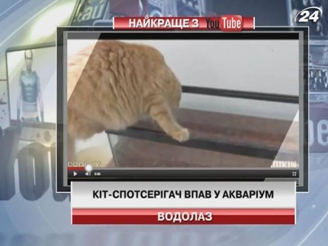 Кіт-спостерігач впав у акваріум
