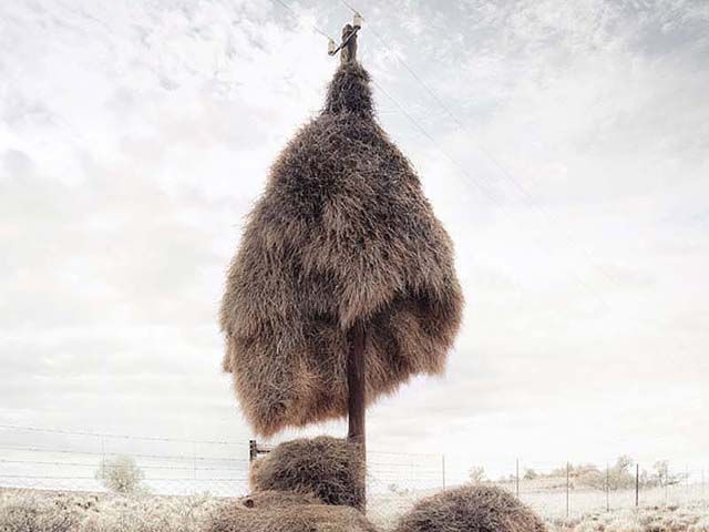 Маленькі пташки створюють гігантські гнізда (Фото) Маленькі пташки створюють гігантські гнізда (Фото)