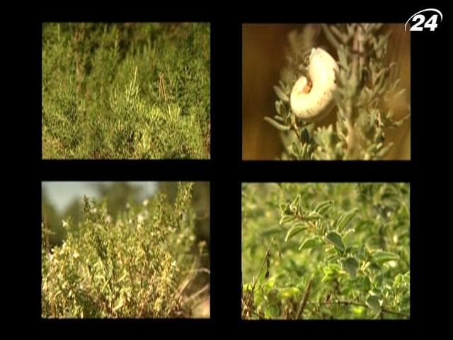 Як збирають та сушать прованські трави (Відео)