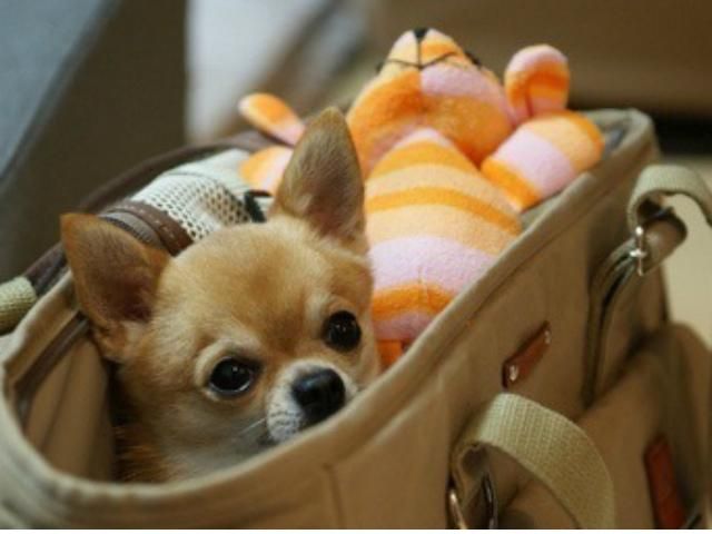 Британку сняли с самолета из-за собаки в сумке Британку сняли с самолета из-за собаки в сумке