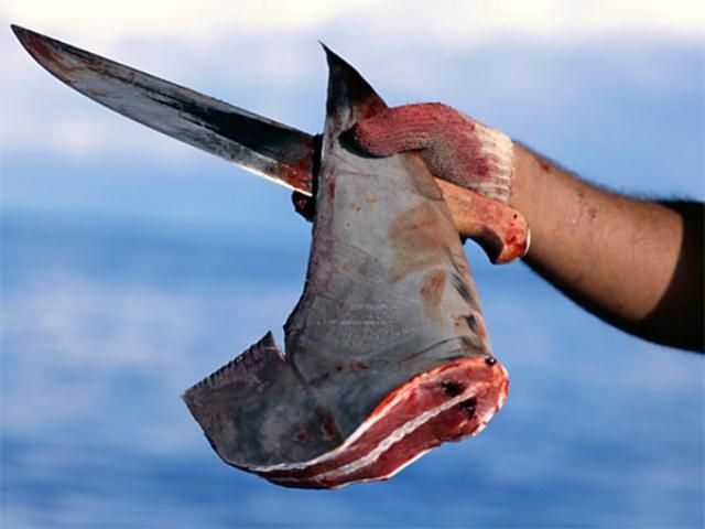 Ежегодно в мире убивают 100 млн акул, - ученые