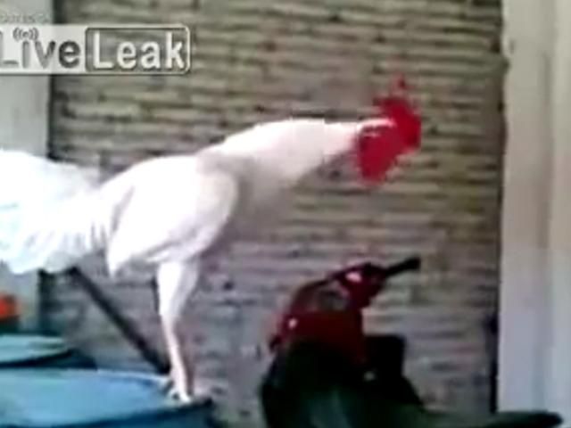 У півня не виходить кукурікнути, зате йому вдається справжній людський сміх (Відео) У півня не виходить кукурікнути, зате йому вдається справжній людський сміх (Відео)