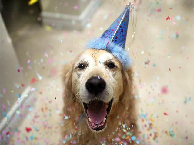 Счастливая собачья жизнь (Фото) Счастливая собачья жизнь (Фото)