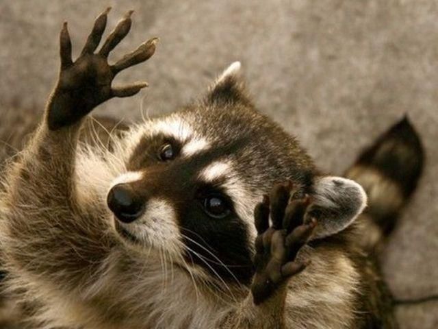 Азаров хоче, аби міністри зайнялись бездомними тваринами Азаров хоче, аби міністри зайнялись бездомними тваринами